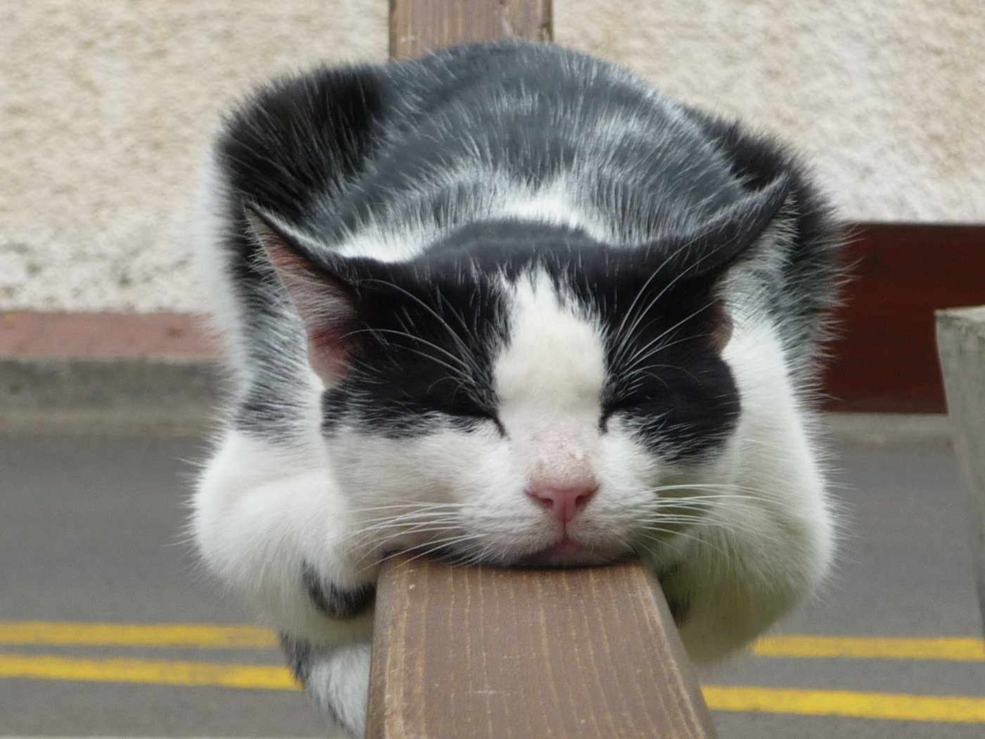 Обои кот, кошка, спит, чёрно-белый, домашнее животное, cat, sleeping, black and white, pet разрешение 1920x1080 Загрузить