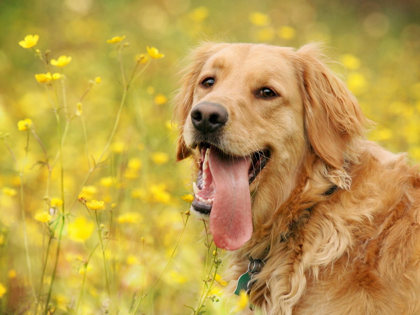 Обои морда, цветы, лето, собака, полевые, золотистый ретривер, face, flowers, summer, dog, field, golden retriever разрешение 1920x1200 Загрузить