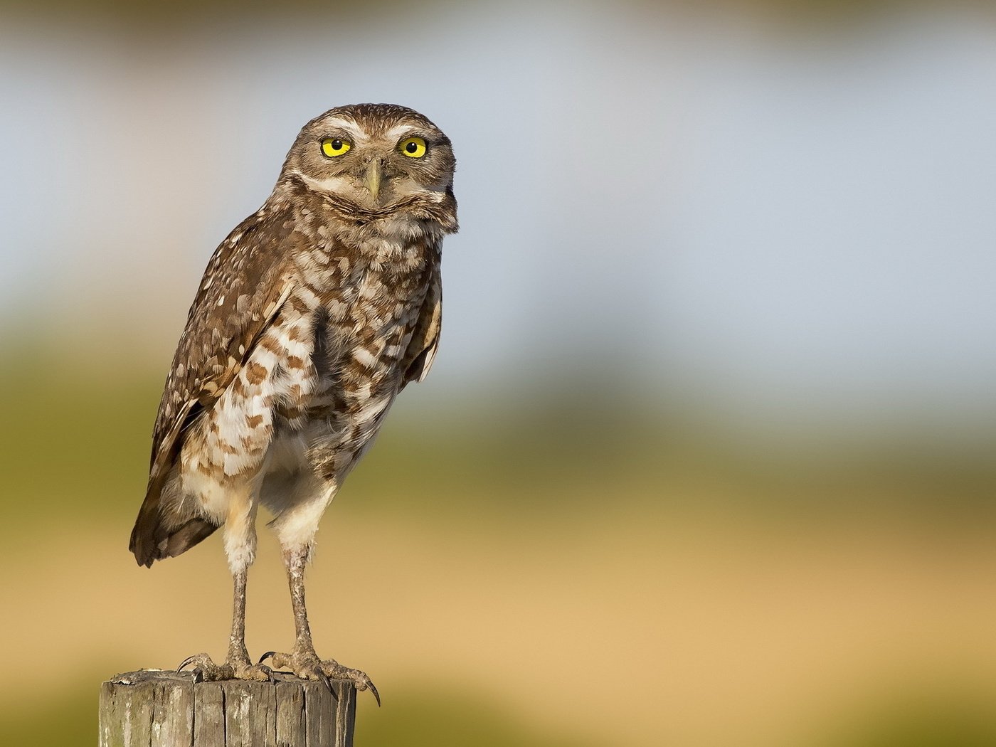 Обои сова, природа, размытость, птица, лапки, owl, nature, blur, bird, legs разрешение 1920x1200 Загрузить