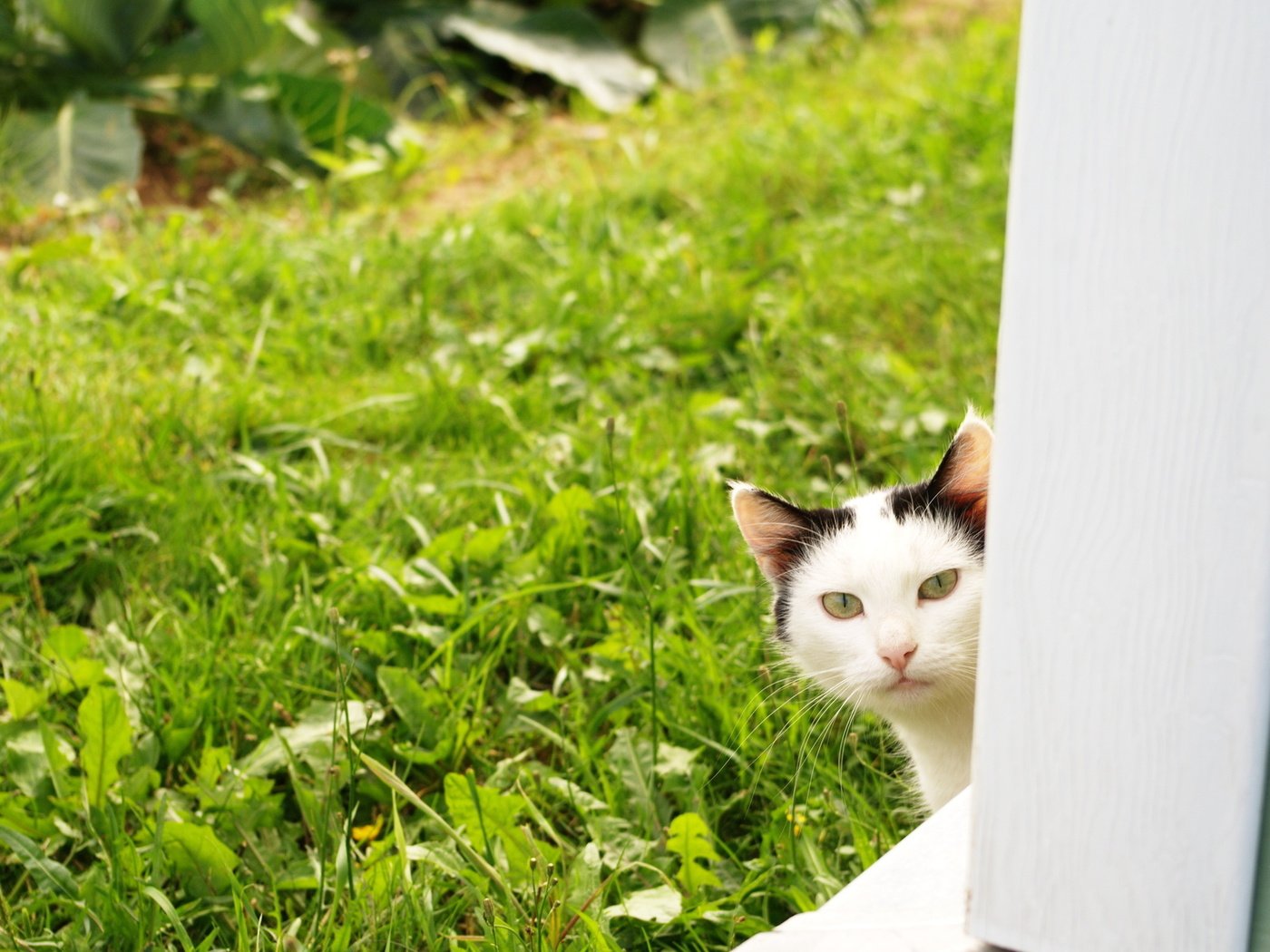 Обои кот, лето, кошка, взгляд, травка, огород, из-за угла, cat, summer, look, weed, the garden, from the corner разрешение 1920x1200 Загрузить