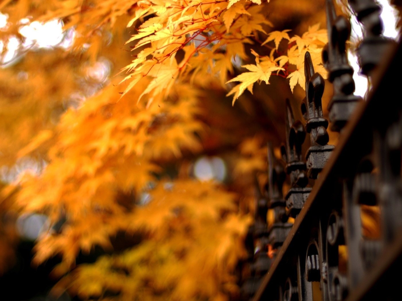 Обои природа, листья, осень, забор, клен, решетки, nature, leaves, autumn, the fence, maple, grid разрешение 2560x1600 Загрузить