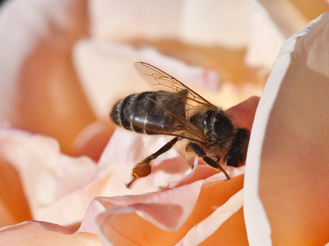 Обои макро, цветок, лепестки, насекомые, пчела, нектар, macro, flower, petals, insects, bee, nectar разрешение 1920x1200 Загрузить