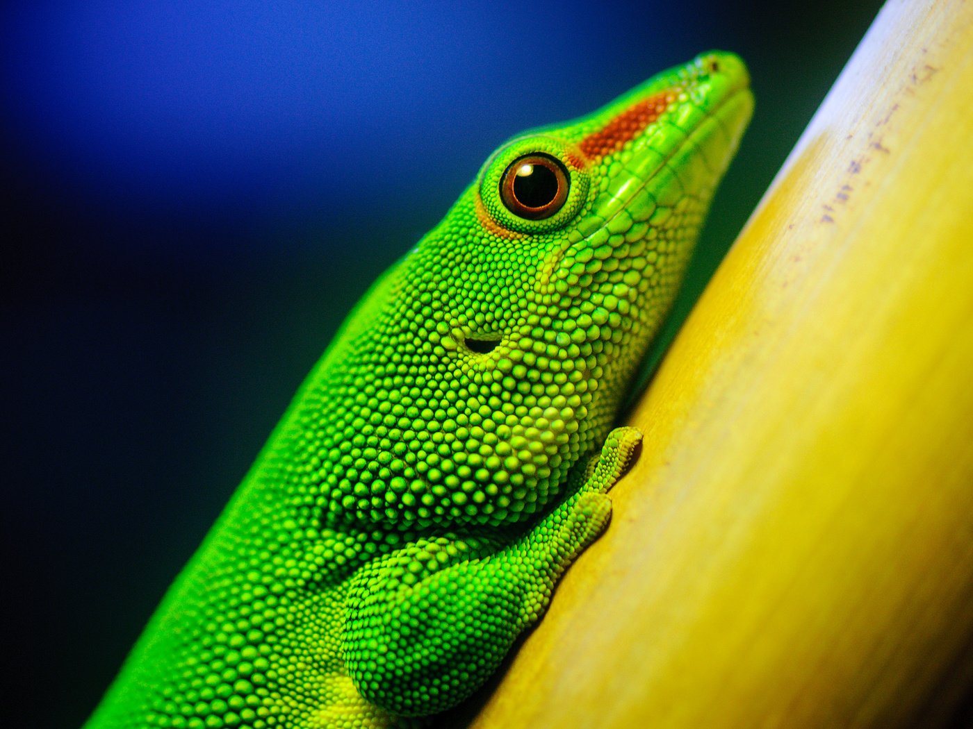 Обои макро, ящерица, зеленая, рептилия, california academy of sciences, macro, lizard, green, reptile разрешение 2560x1600 Загрузить