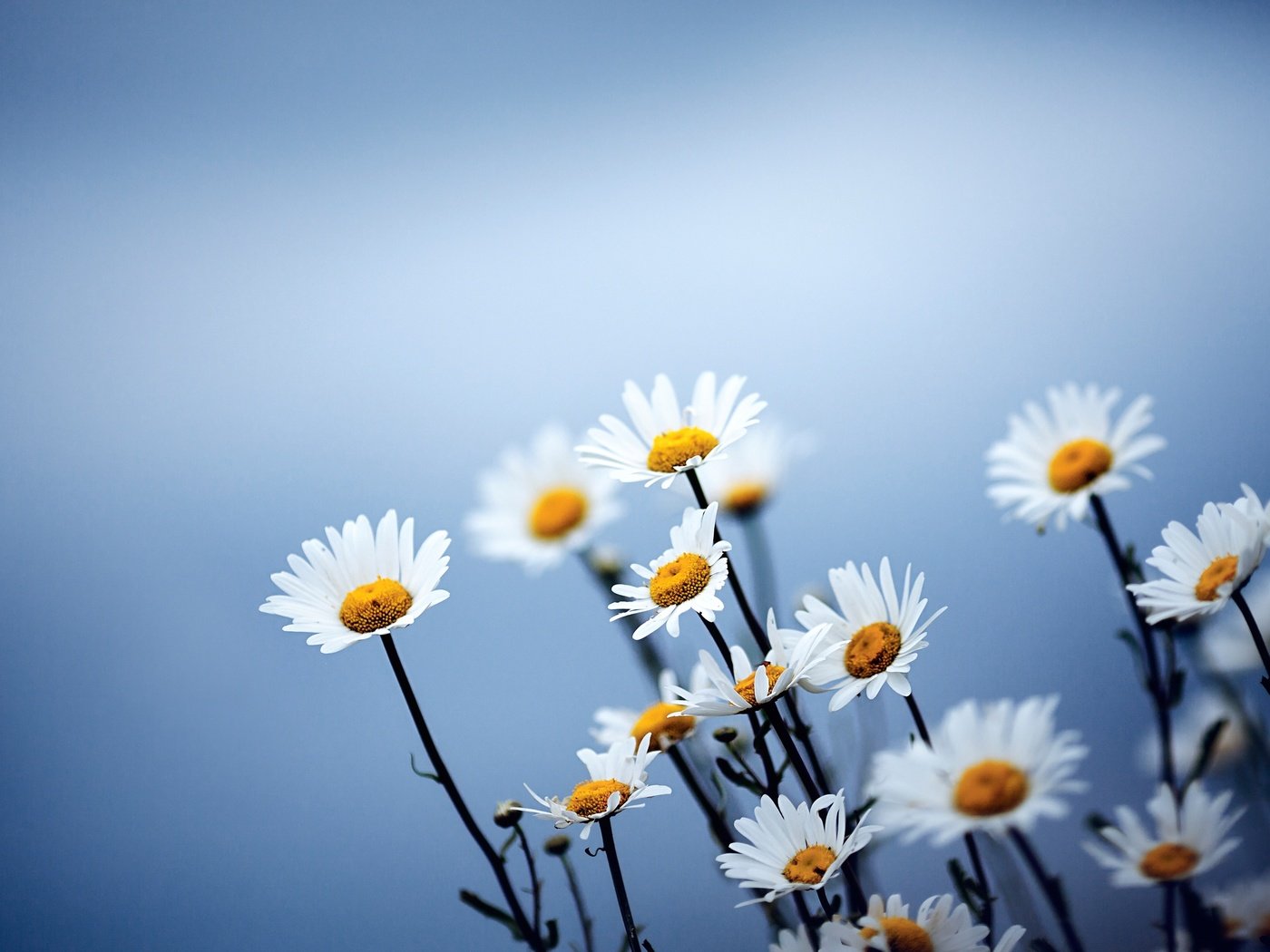 Обои небо, свет, цветы, ромашки, полевые цветы, the sky, light, flowers, chamomile, wildflowers разрешение 2560x1600 Загрузить