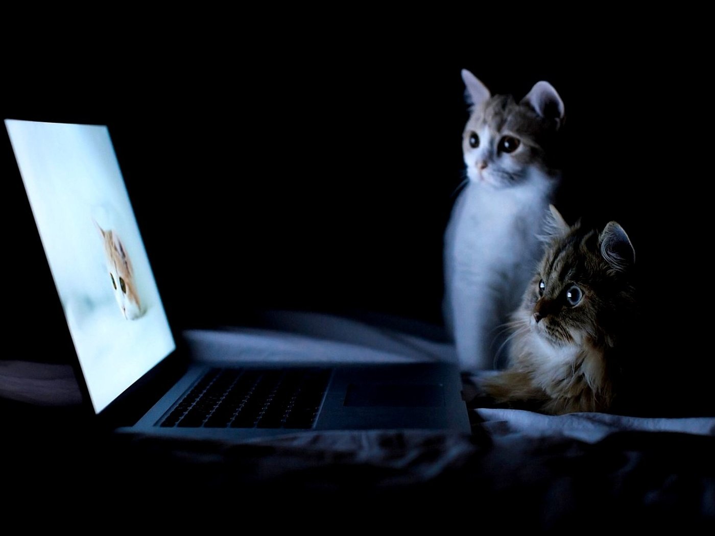 Обои ночь, кошки, ноутбук, night, cats, laptop разрешение 2000x1377 Загрузить