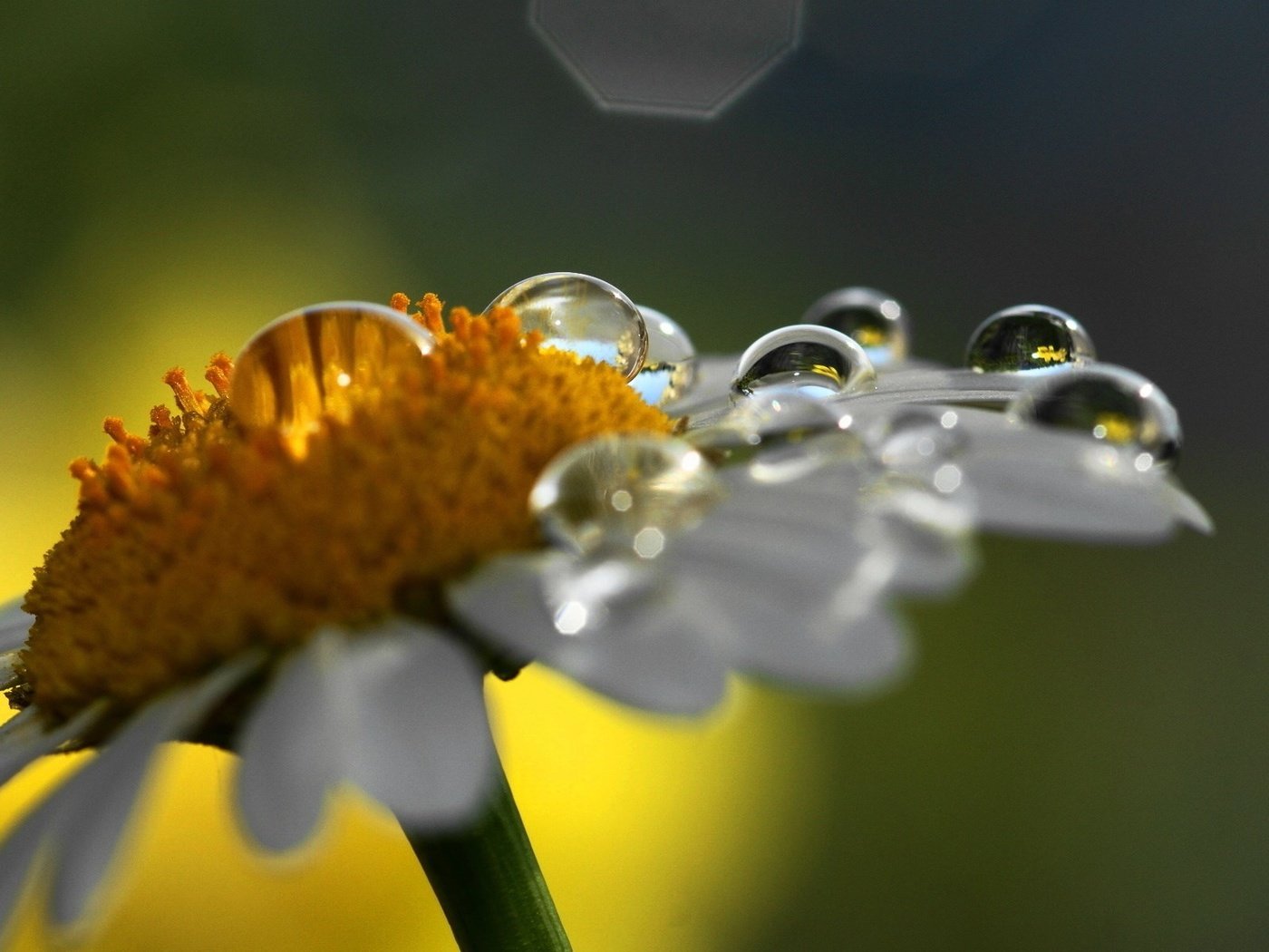 Обои макро, цветок, роса, капли, ромашка, капли воды, macro, flower, rosa, drops, daisy, water drops разрешение 1920x1200 Загрузить