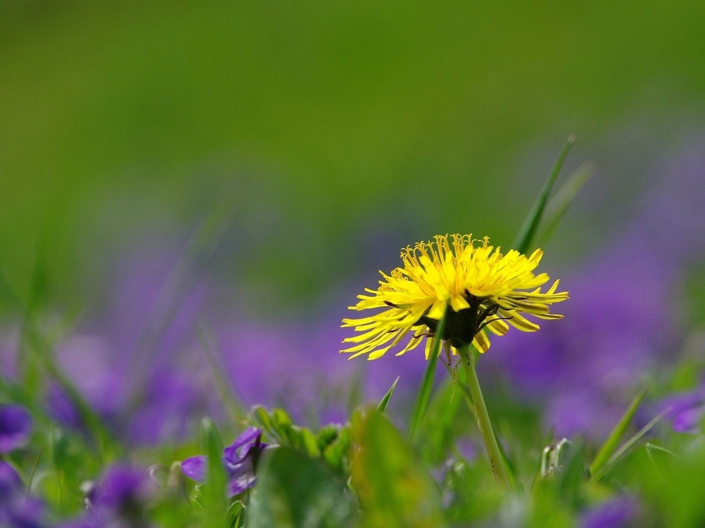 Обои трава, природа, цветок, поле, лето, одуванчик, grass, nature, flower, field, summer, dandelion разрешение 1920x1200 Загрузить