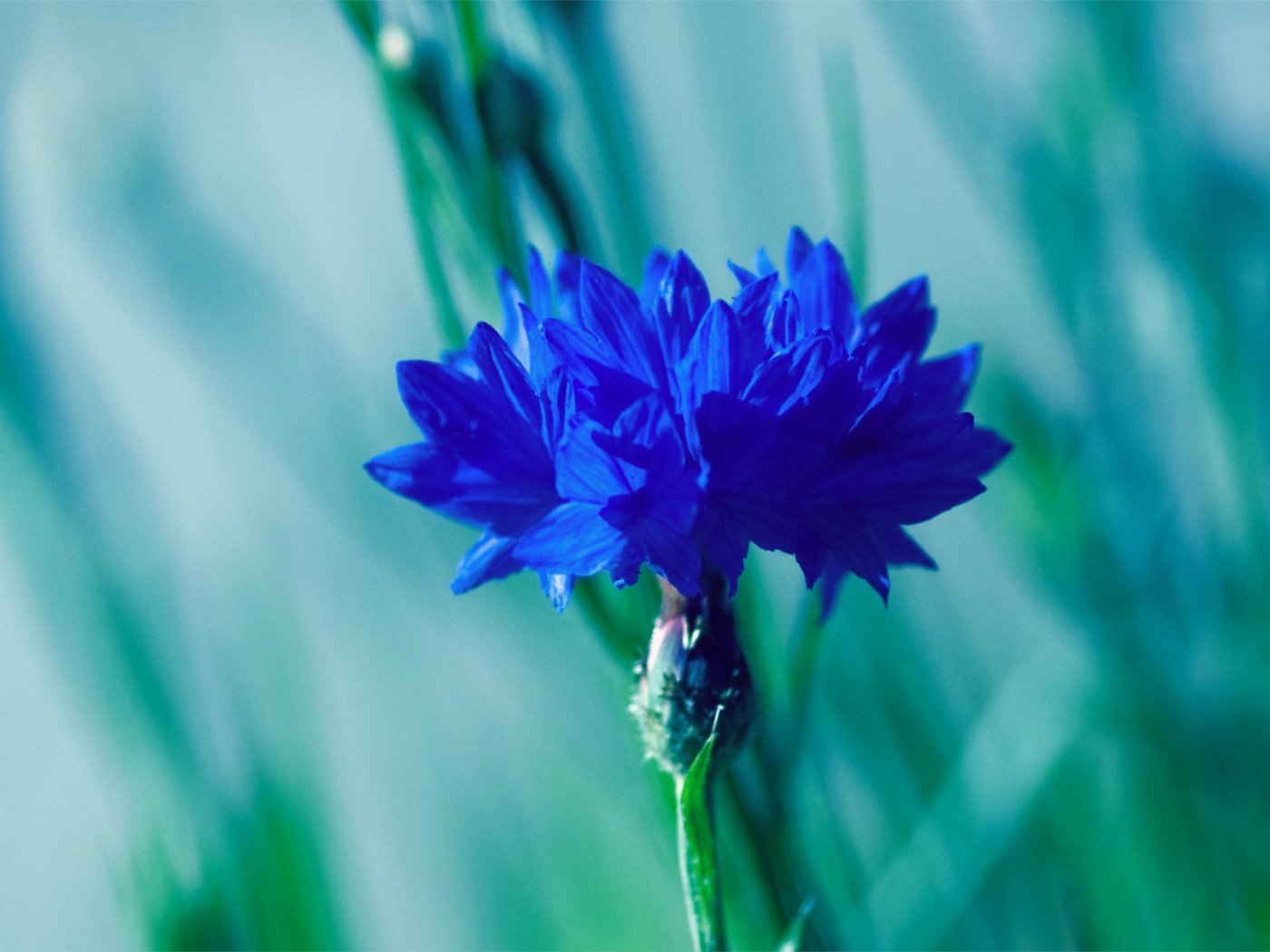 Обои синий, размытость, василек, blue, blur, cornflower разрешение 2795x1947 Загрузить