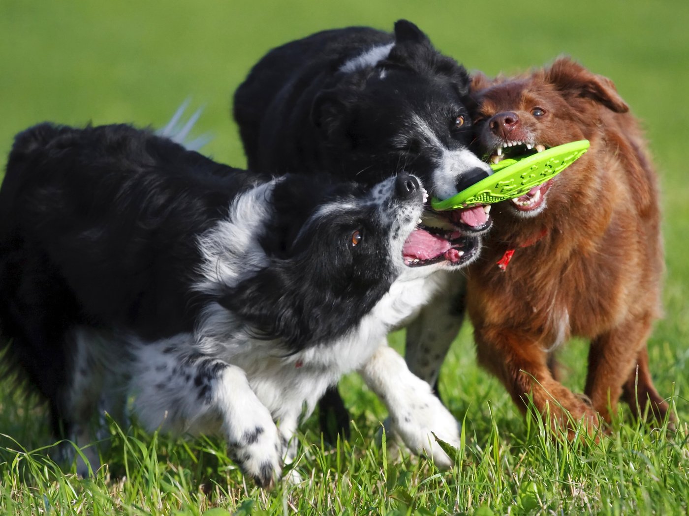 Обои трава, поле, игра, собаки, бордер-колли, конкуренция, grass, field, the game, dogs, the border collie, competition разрешение 2560x1600 Загрузить