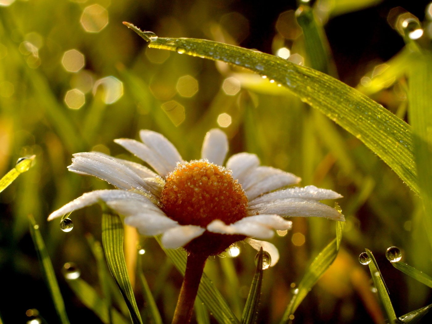 Обои цветы, трава, листья, роса, ромашка, ромашки, flowers, grass, leaves, rosa, daisy, chamomile разрешение 2560x1440 Загрузить