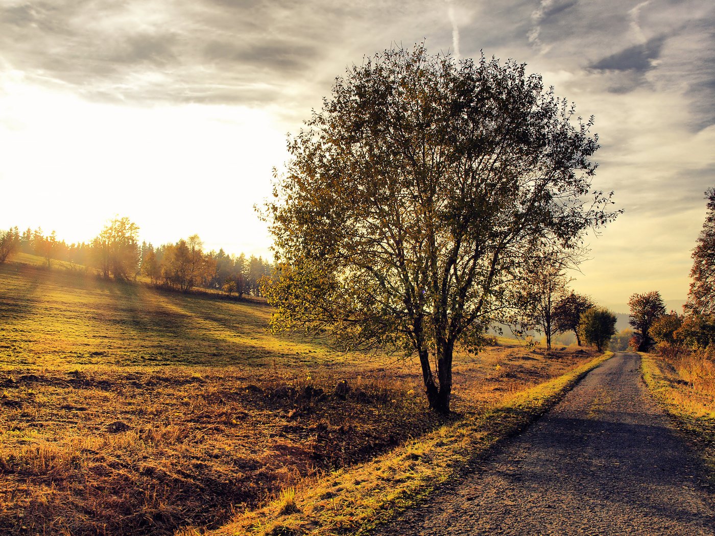 Обои дорога, природа, дерево, закат, пейзаж, осень, road, nature, tree, sunset, landscape, autumn разрешение 2560x1600 Загрузить