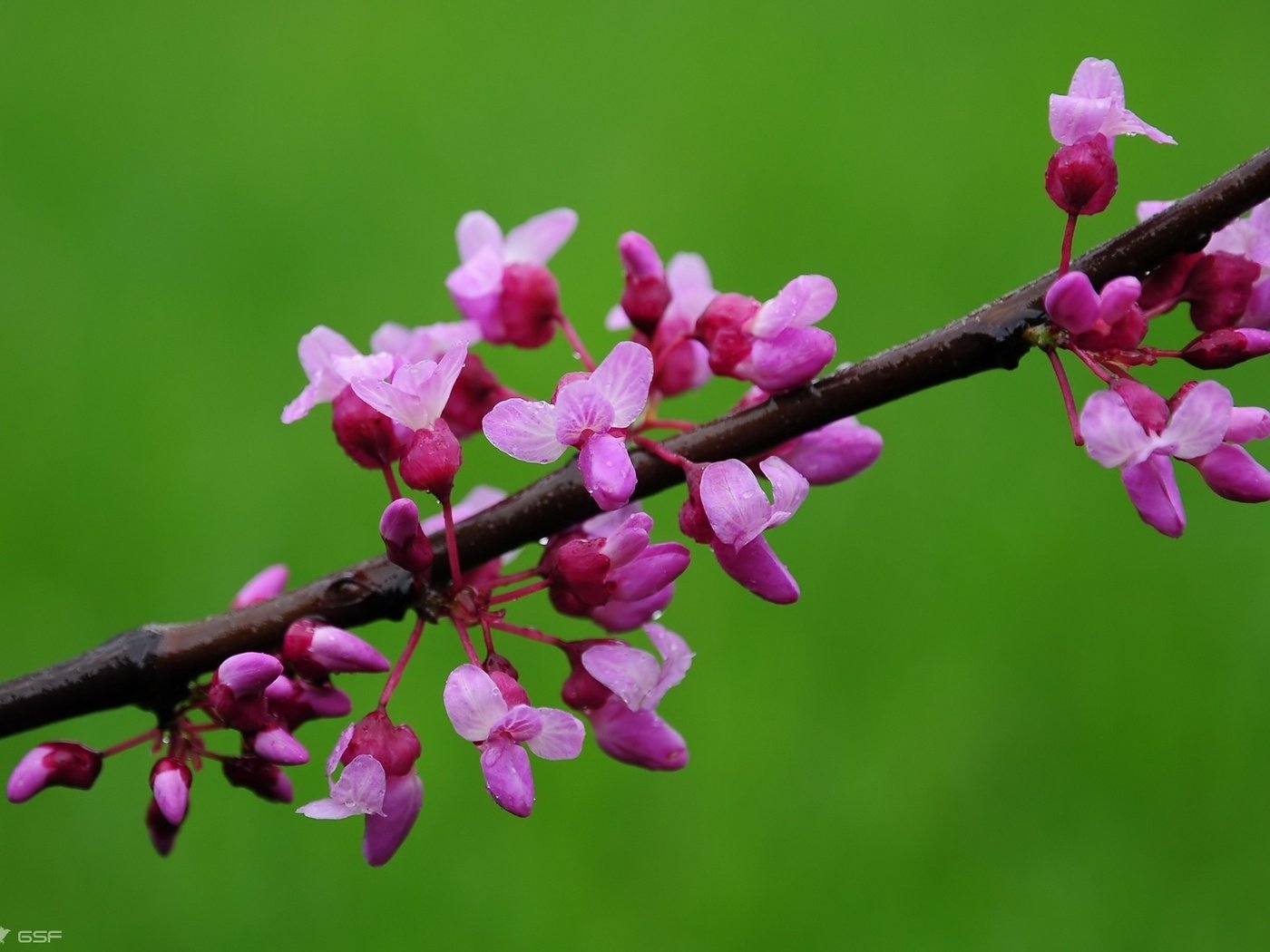 Обои цветы, цветение, весна, миндаль, flowers, flowering, spring, almonds разрешение 1920x1200 Загрузить