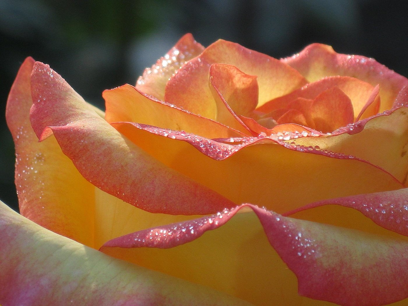 Обои роса, cvetok, roza, utro, rosa разрешение 1920x1440 Загрузить