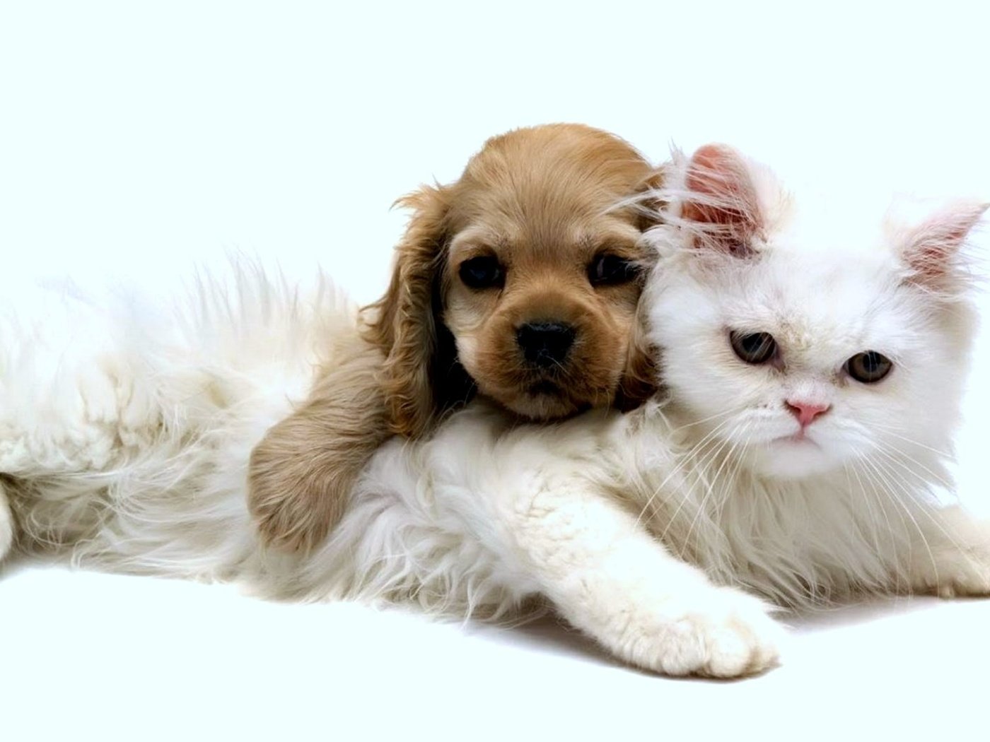 Обои кот, щенок, cat, puppy разрешение 2000x1125 Загрузить