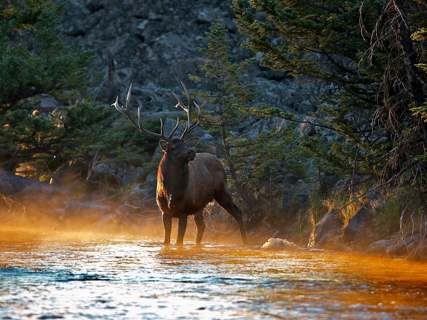 Обои река, солнце, лес, олень, лучи, утро, животные, рога, river, the sun, forest, deer, rays, morning, animals, horns разрешение 1920x1200 Загрузить