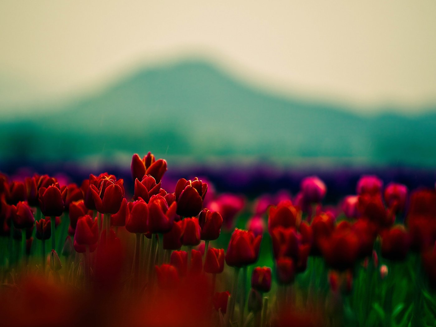 Обои цветы, природа, размытость, весна, тюльпаны, cvety, flowers, nature, blur, spring, tulips разрешение 1920x1200 Загрузить