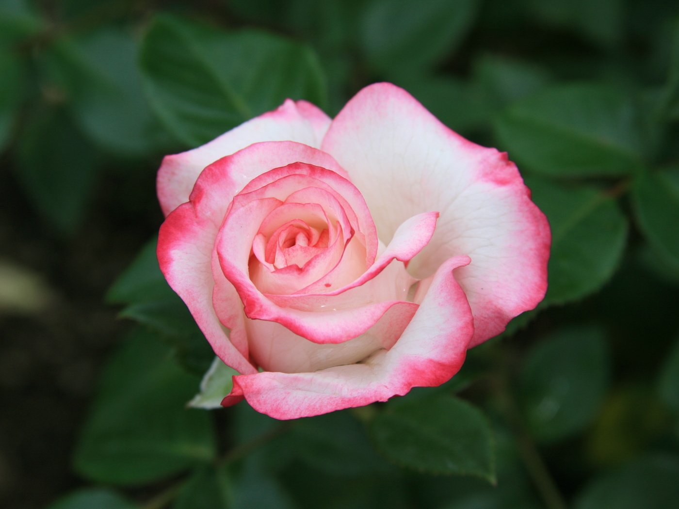 Обои cvety, krasota, rozovye, rozy, priroda, utro разрешение 3888x2592 Загрузить