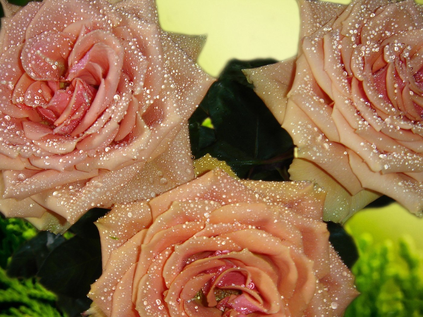 Обои капли., цветы, бутоны, роса, капли, розы, роза, лепестки, букет, drops., flowers, buds, rosa, drops, roses, rose, petals, bouquet разрешение 2560x1600 Загрузить