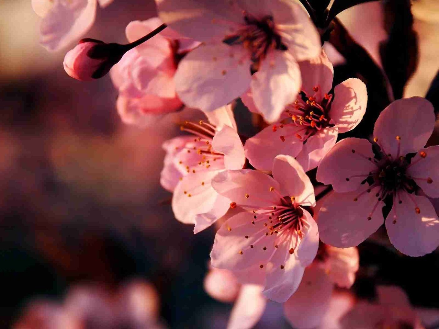Обои цветы, vishnya, cvetenie, ветка, rozovye, vetka, цветение, весна, розовые, вишня, сакура, cvety, vesna, flowers, branch, flowering, spring, pink, cherry, sakura разрешение 1920x1200 Загрузить