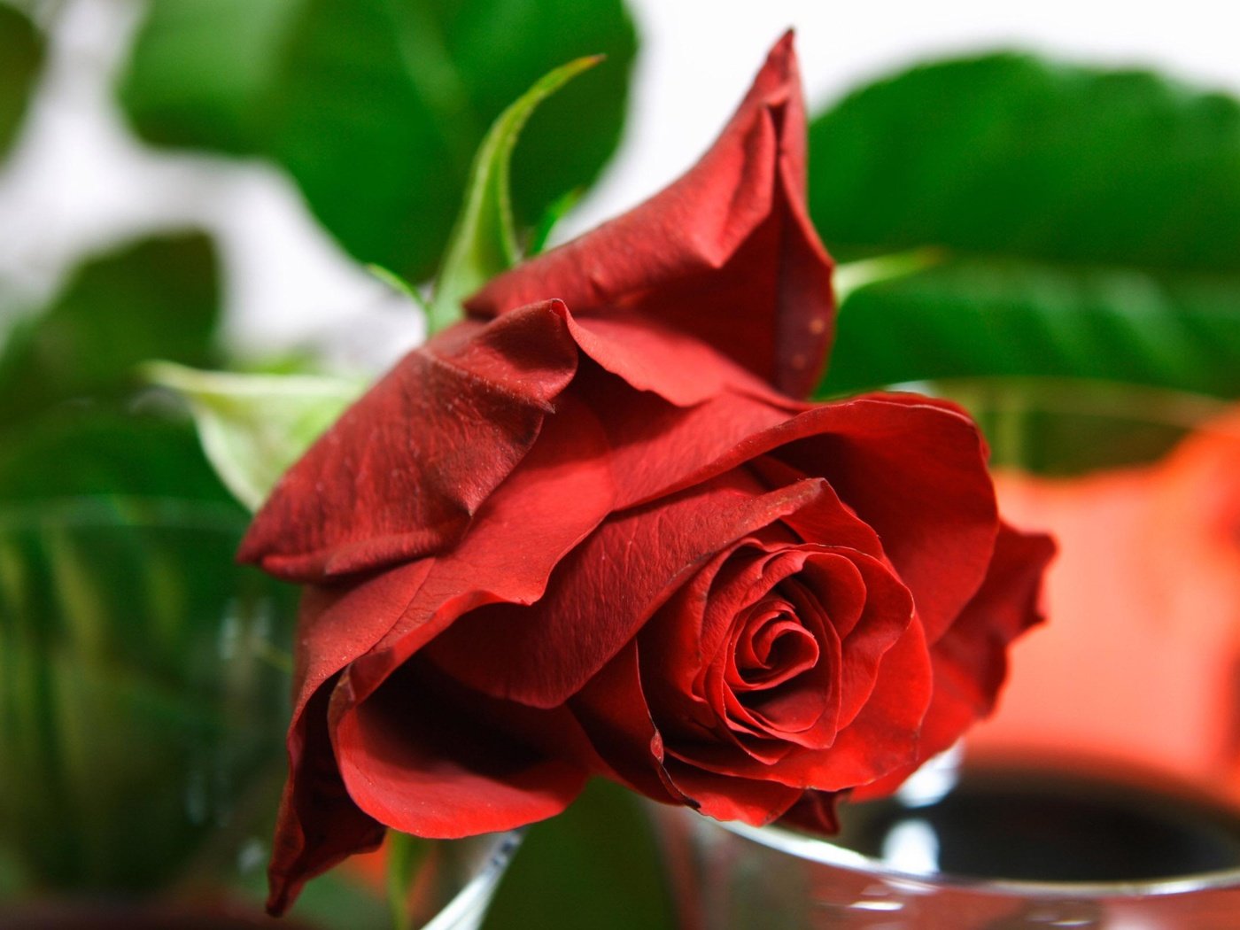 Обои роза, cvetok, roza, krasnaya, rose разрешение 2560x1600 Загрузить