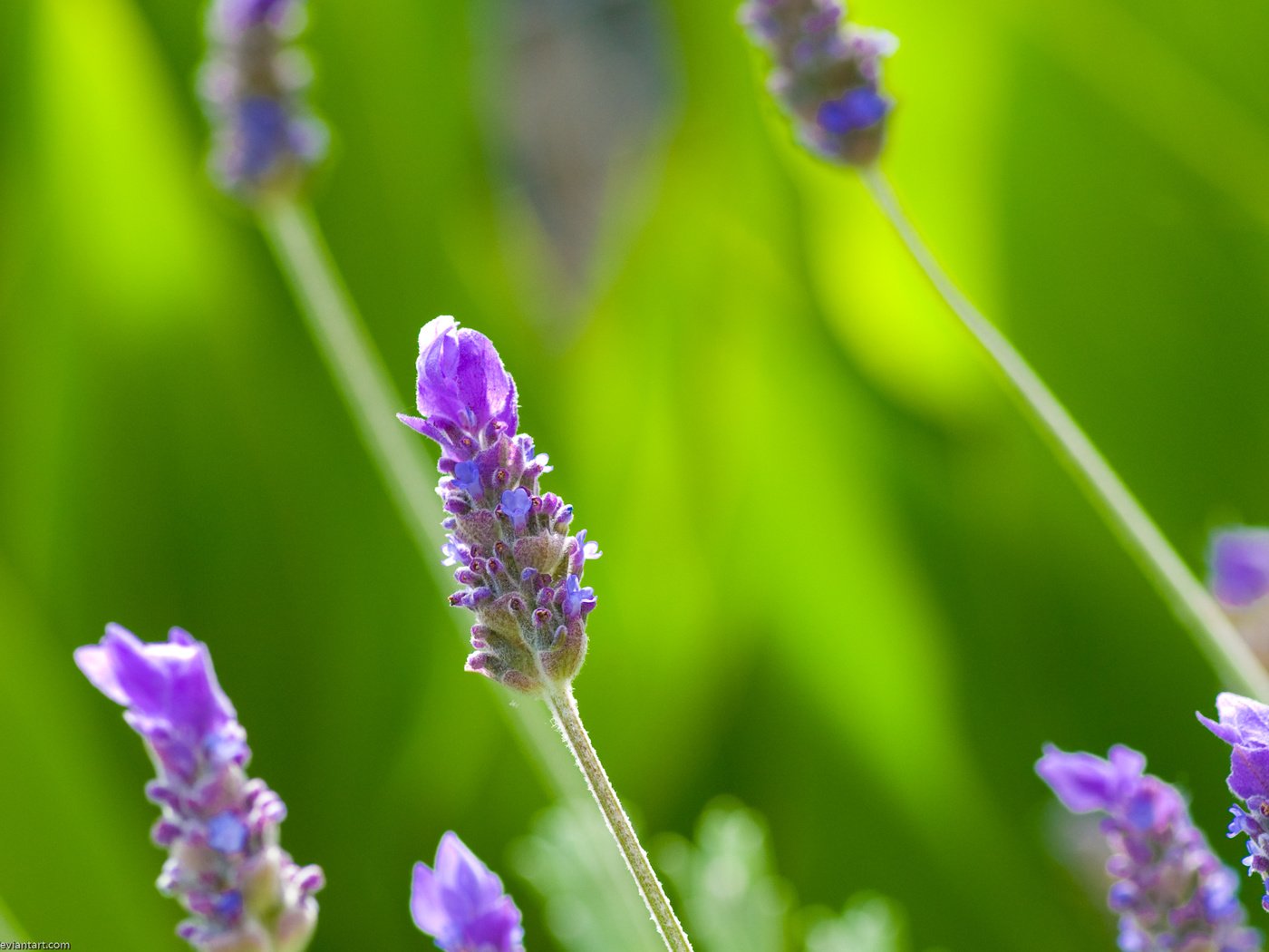 Обои трава, природа, макро, лето, cцветок, grass, nature, macro, summer, tzvetok разрешение 2560x1600 Загрузить