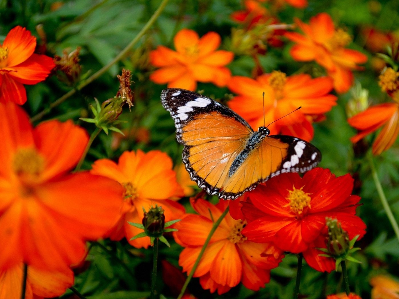 Обои цветы, насекомое, бабочка, крылья, cvety, babochka, oranzhevaya, flowers, insect, butterfly, wings разрешение 1920x1200 Загрузить