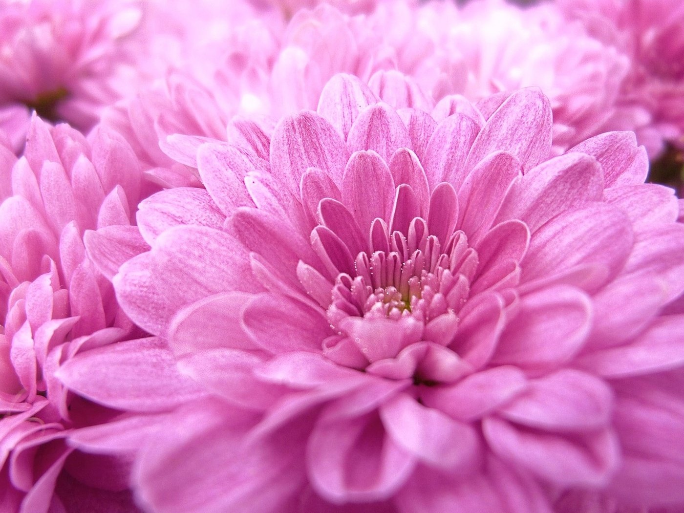 Обои цветы, макро, розовые, георгины, flowers, macro, pink, dahlias разрешение 1920x1080 Загрузить