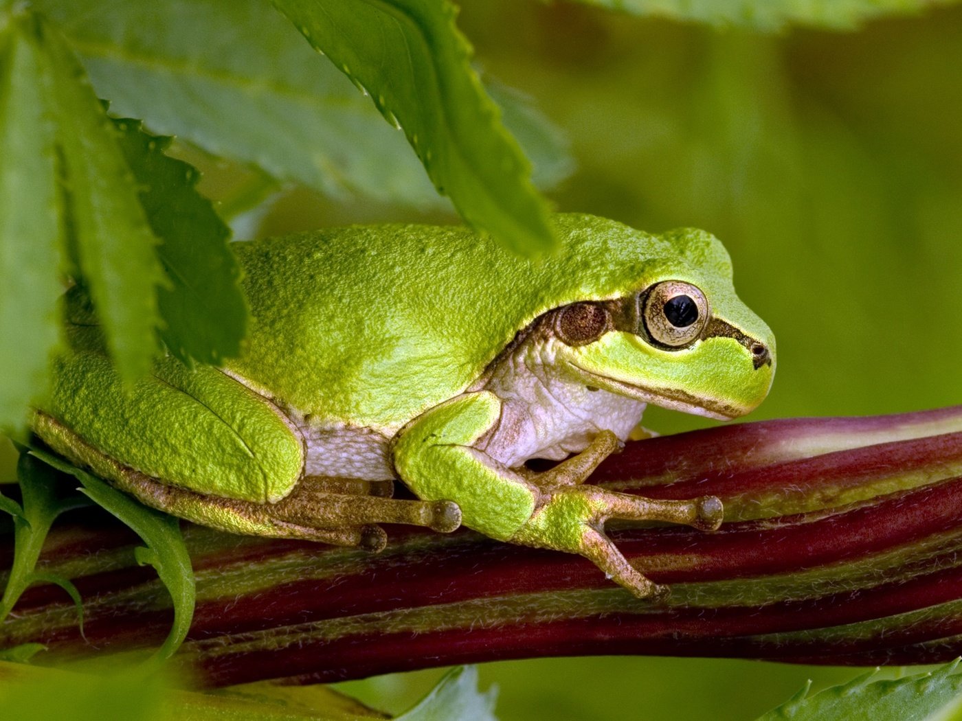 Обои ветка, лапы, листок, лягушка, зеленая, присоски, branch, paws, leaf, frog, green, sucker разрешение 1920x1200 Загрузить