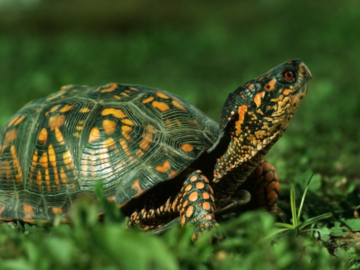 графика природа животные черепаха дом graphics nature animals turtle the house скачать