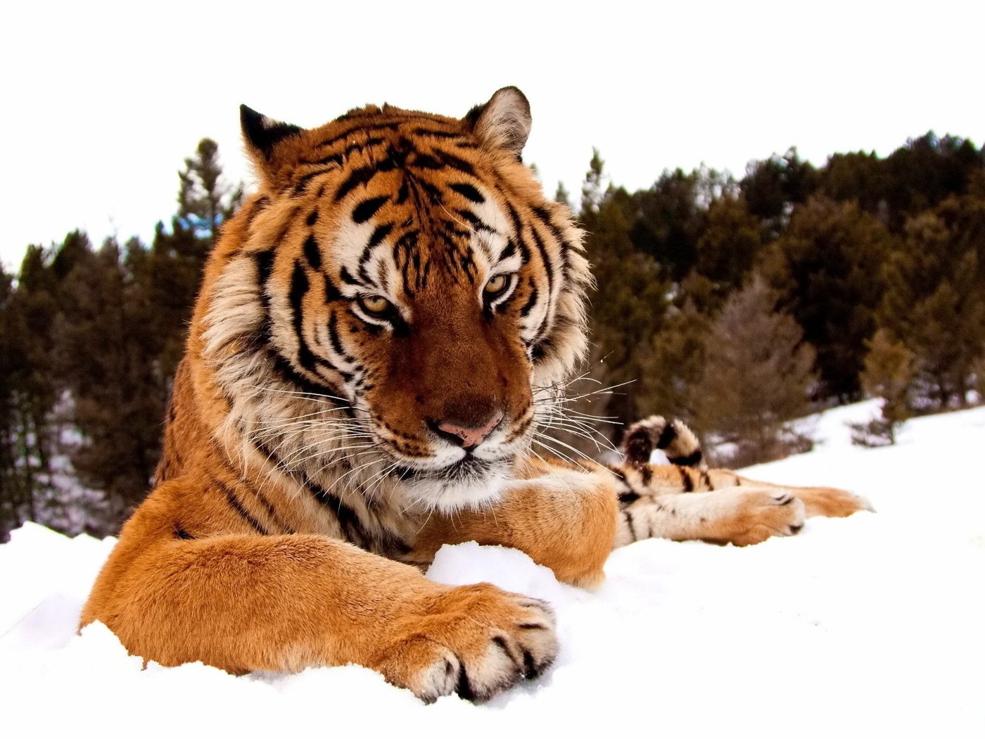 Обои тигр, морда, снег, лес, зима, лапы, взгляд, хищник, tiger, face, snow, forest, winter, paws, look, predator разрешение 1920x1200 Загрузить