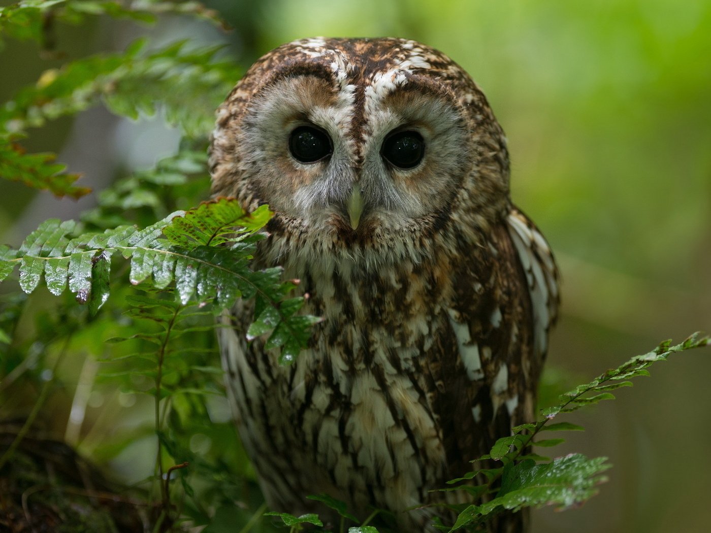 Обои сова, ветка, природа, лес, взгляд, хищник, птица, owl, branch, nature, forest, look, predator, bird разрешение 1920x1280 Загрузить