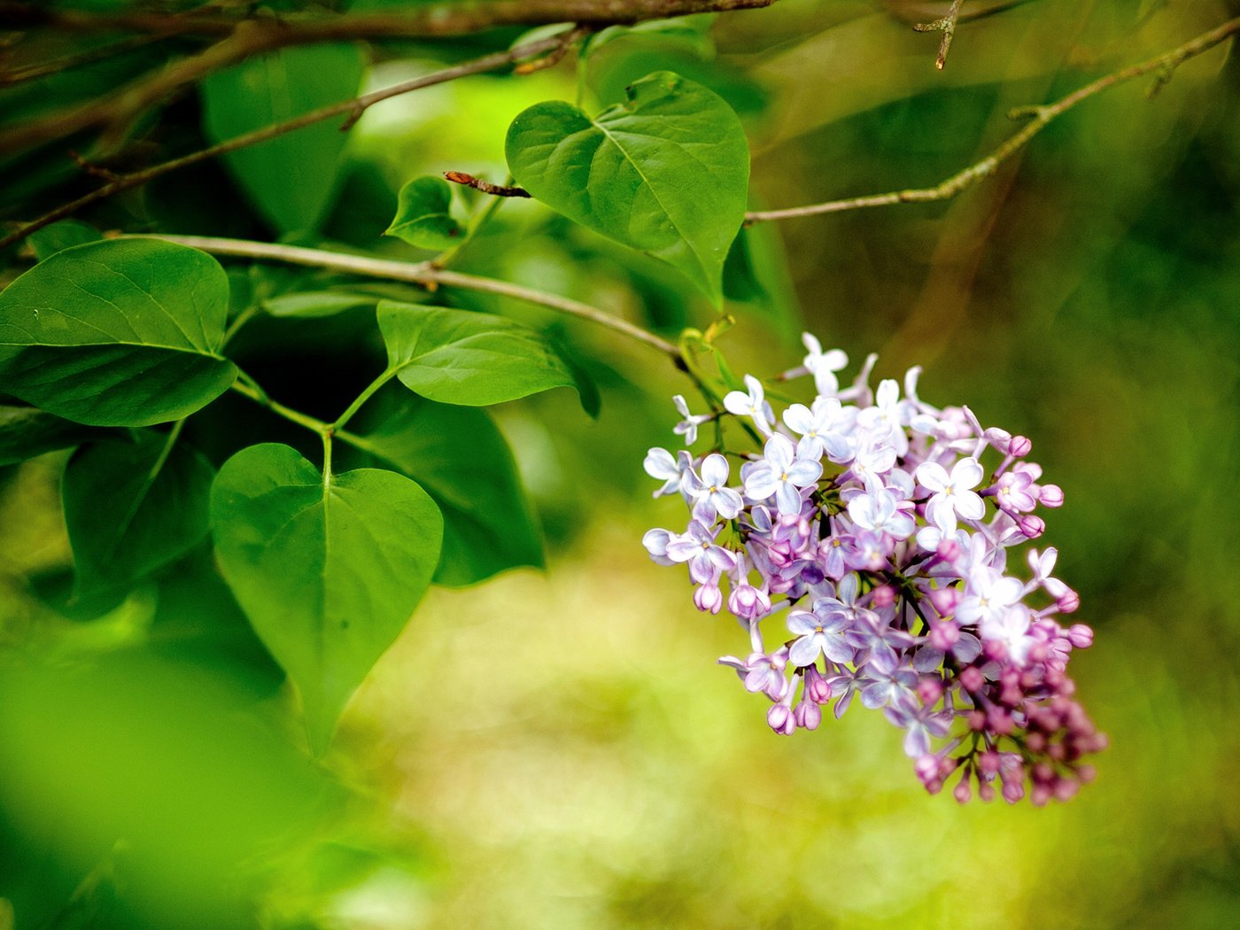 Обои цветы, ветка, макро, весна, сирень, flowers, branch, macro, spring, lilac разрешение 1920x1200 Загрузить