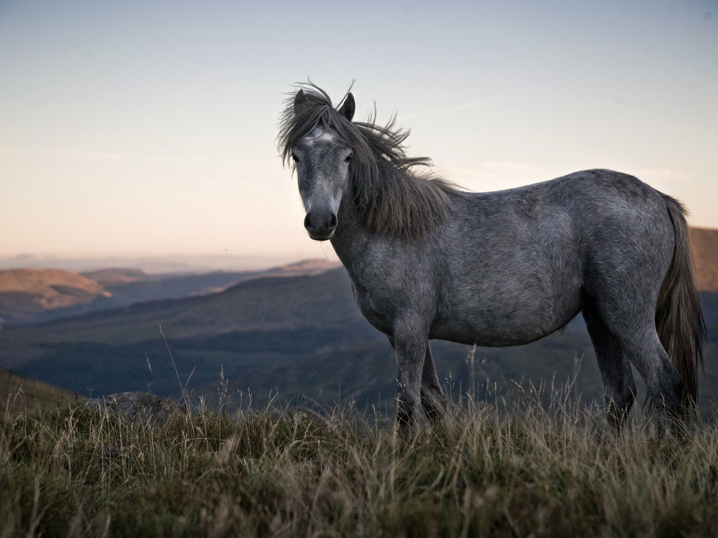 Обои лошадь, природа, конь, грива, horse, nature, mane разрешение 3000x2000 Загрузить