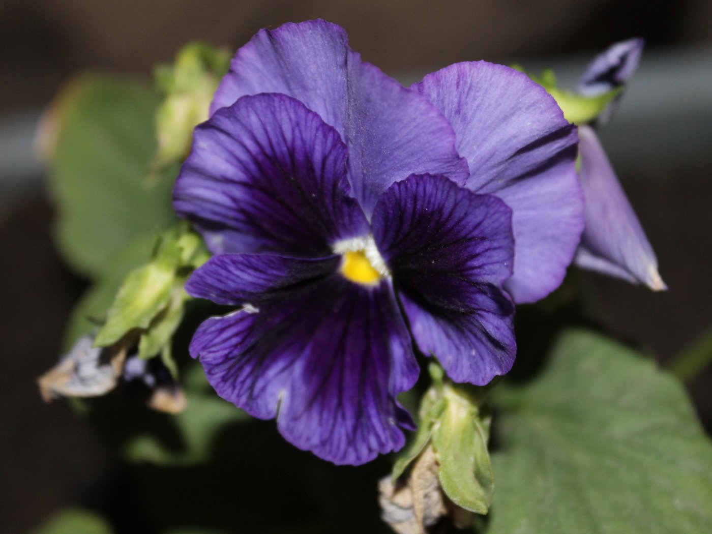 Обои цветок, фиолетовый, анютины глазки, крупным планом, flower, purple, pansy, closeup разрешение 3088x2056 Загрузить