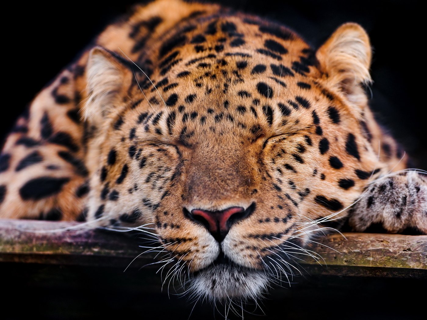 Обои морда, усы, спит, леопард, темный фон, лапа, face, mustache, sleeping, leopard, the dark background, paw разрешение 2560x1707 Загрузить