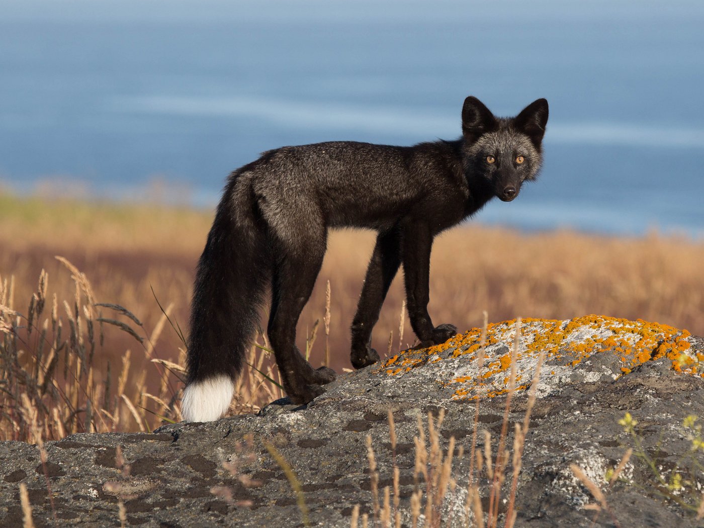 Обои природа, взгляд, лиса, лисица, хвост, черно-бурая, чернобурка, nature, look, fox, tail, black-brown разрешение 2048x1366 Загрузить