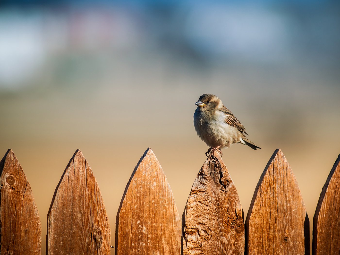 Обои фон, забор, птицы, воробей, background, the fence, birds, sparrow разрешение 1920x1280 Загрузить