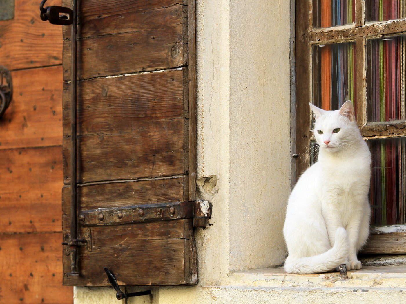 Обои кот, кошка, стена, белый, окно, cat, wall, white, window разрешение 1920x1200 Загрузить