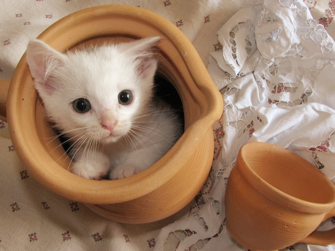 Обои кошка, котенок, белый, чашка, кувшин, скатерть, cat, kitty, white, cup, pitcher, tablecloth разрешение 1920x1200 Загрузить