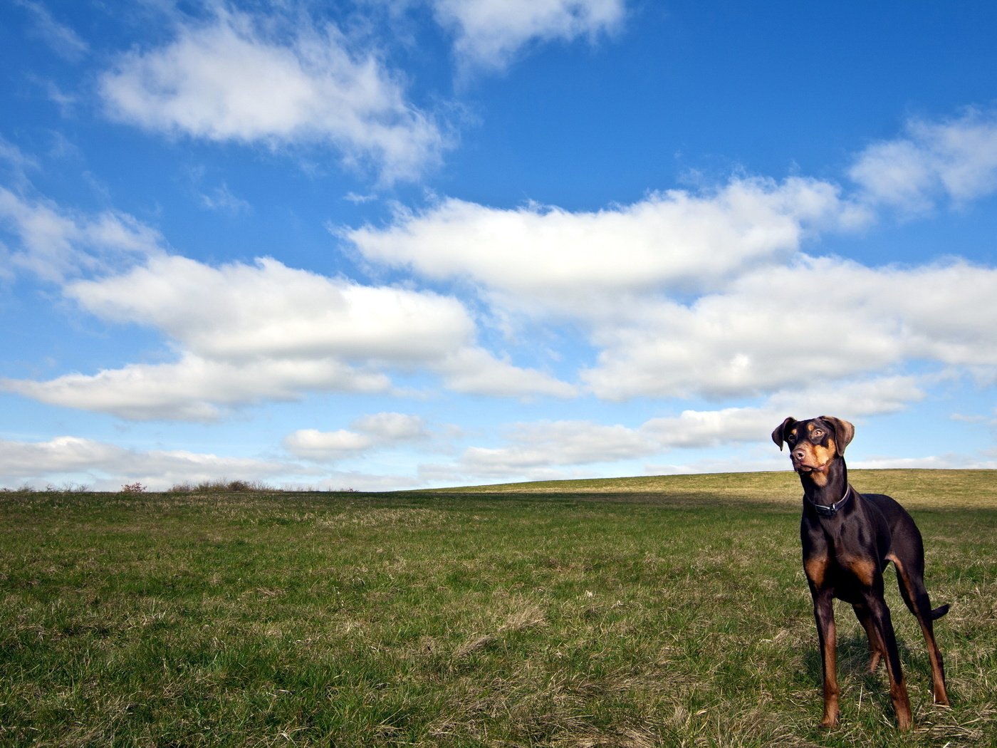 Обои облака, поле, собака, доберман, clouds, field, dog, doberman разрешение 2560x1600 Загрузить
