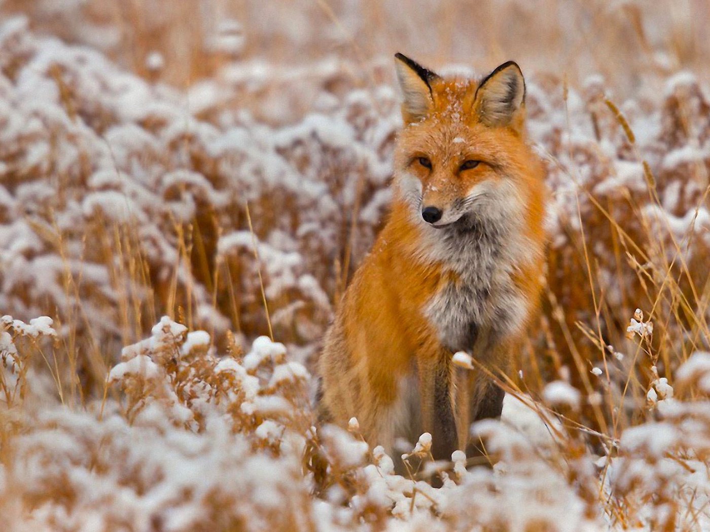 Обои снег, зима, поле, лиса, лисица, snow, winter, field, fox разрешение 1920x1200 Загрузить