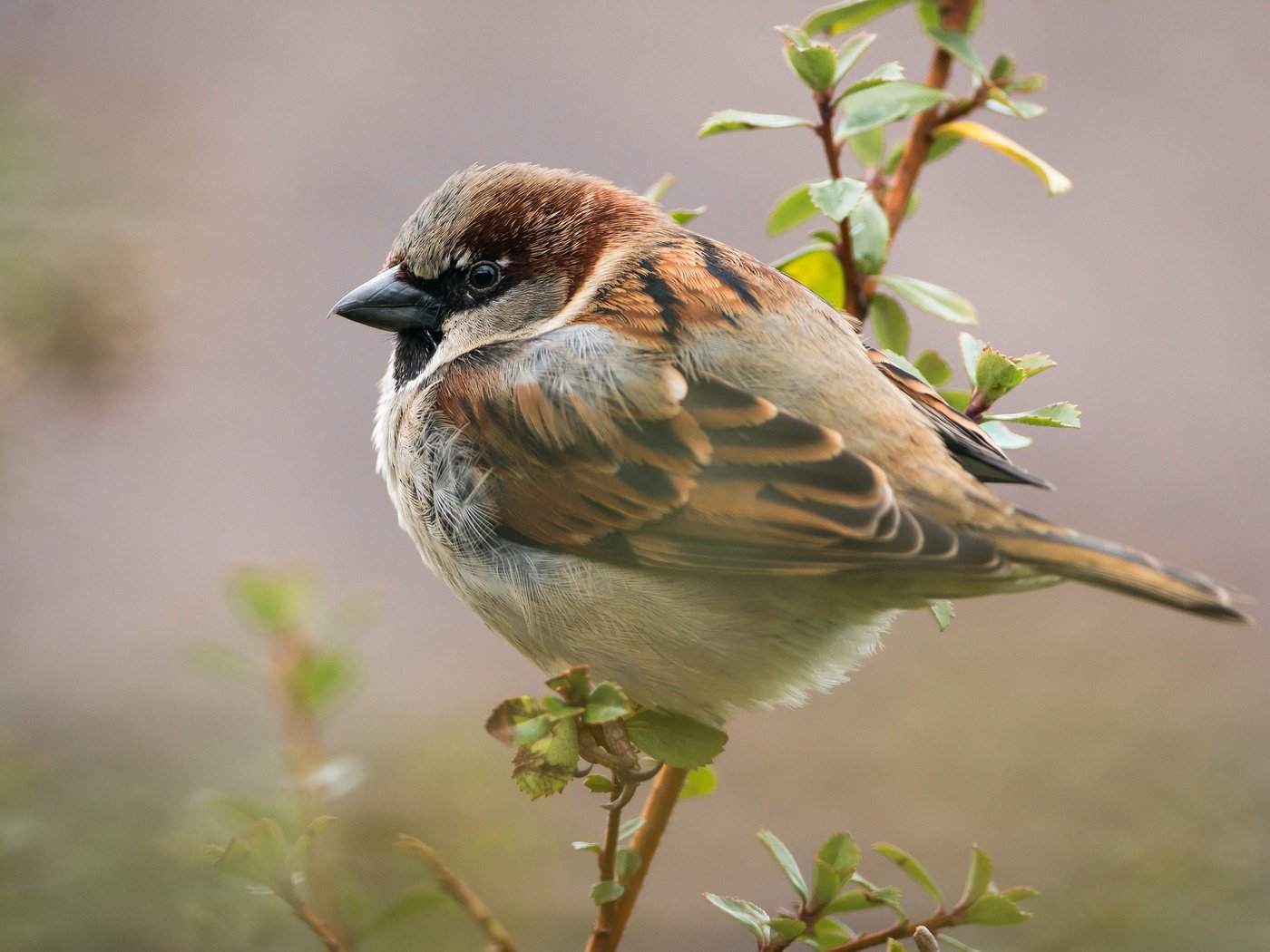 Обои ветка, листья, птица, воробей, branch, leaves, bird, sparrow разрешение 2048x1367 Загрузить