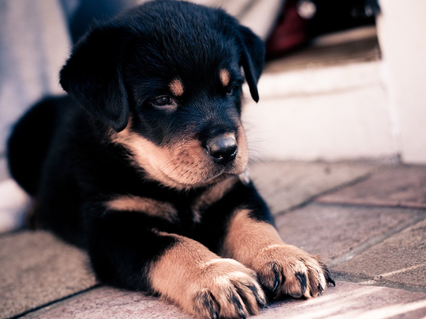 Обои морда, лапы, собака, щенок, ротвейлер, face, paws, dog, puppy, rottweiler разрешение 2560x1600 Загрузить