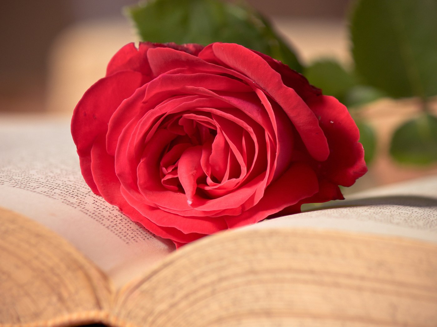 Обои макро, цветок, роза, красная, книга, macro, flower, rose, red, book разрешение 1920x1200 Загрузить