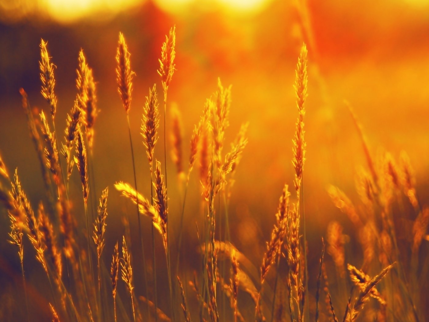 Обои трава, закат, поле, лето, колоски, grass, sunset, field, summer, spikelets разрешение 2560x1600 Загрузить
