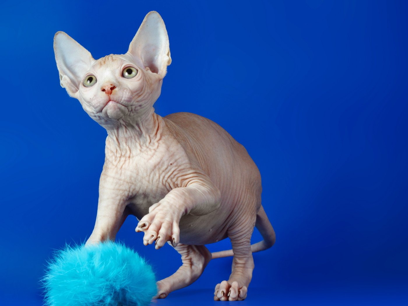 Обои кот, кошка, взгляд, синий фон, сфинкс, cat, look, blue background, sphinx разрешение 2560x1600 Загрузить