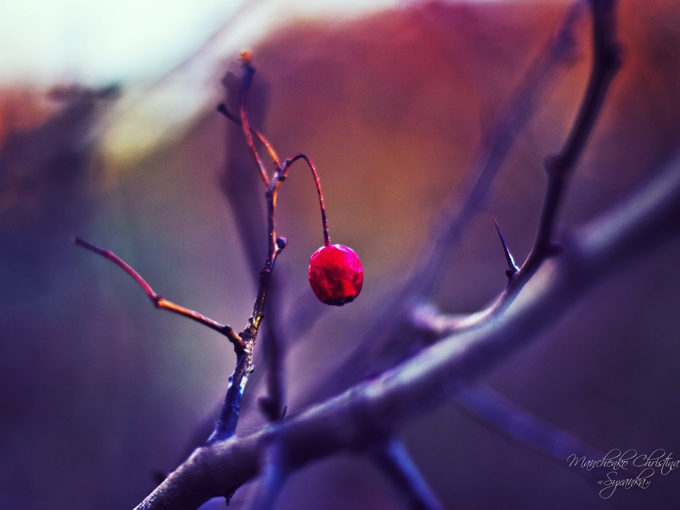 Обои ветка, природа, макро, ягода, размытость, шиповник, branch, nature, macro, berry, blur, briar разрешение 1920x1200 Загрузить