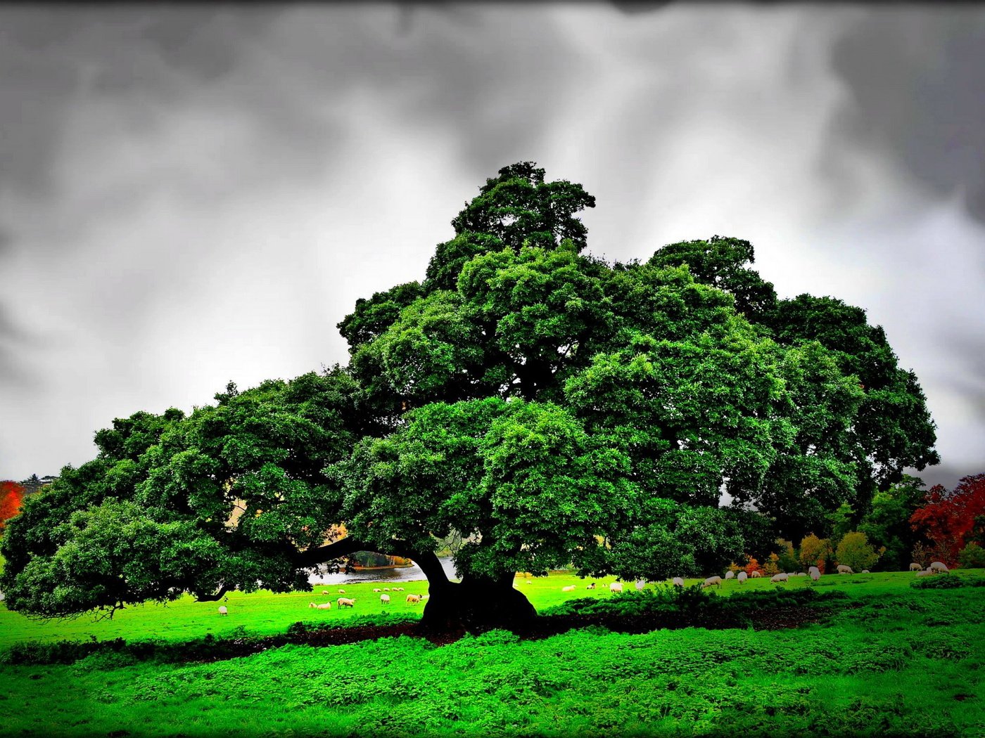 Обои дерево, тучи, пейзаж, поле, овцы, tree, clouds, landscape, field, sheep разрешение 1920x1200 Загрузить