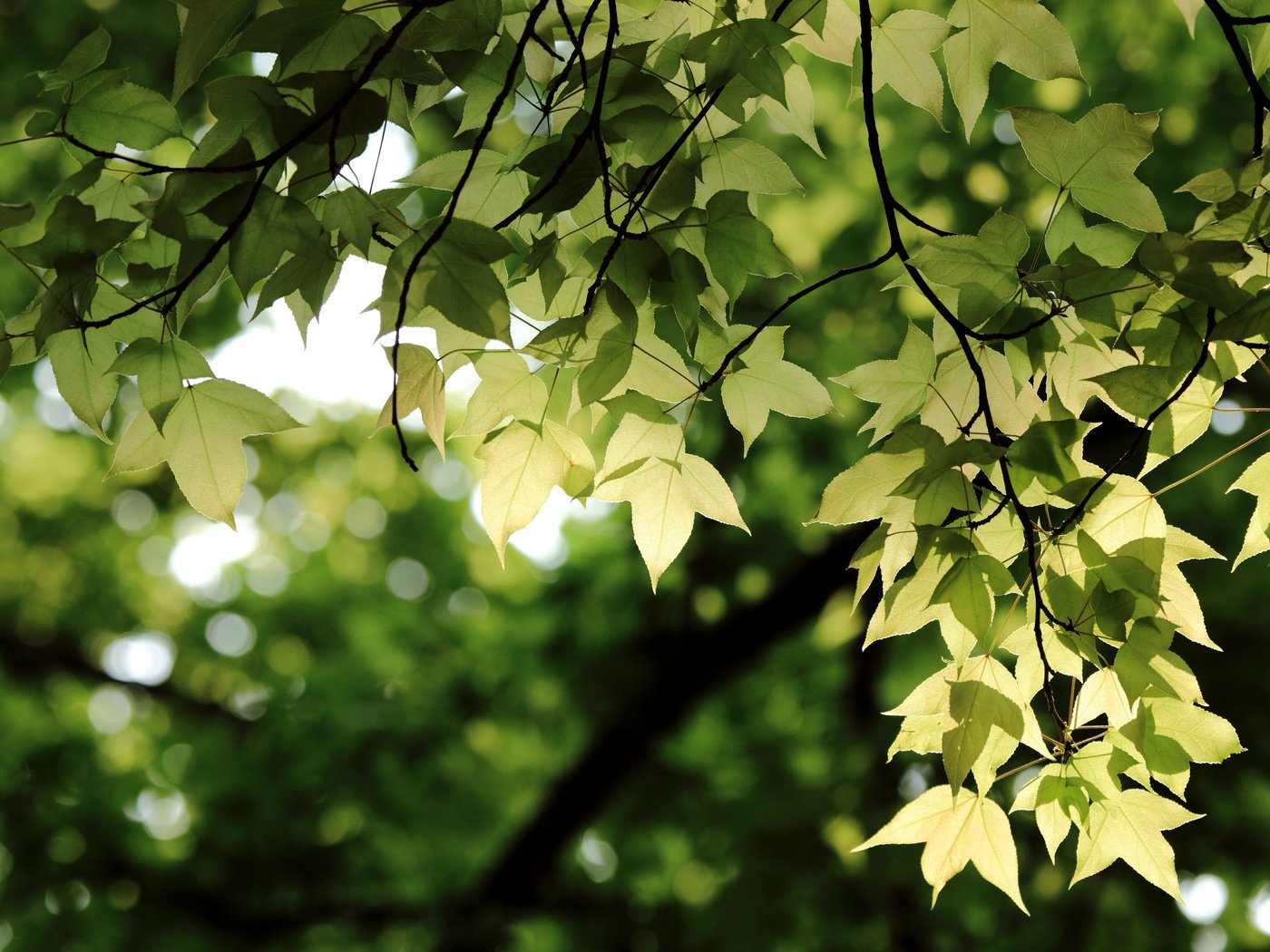 Обои зелень, листья, ветки, ветви, боке, greens, leaves, branches, branch, bokeh разрешение 3008x2000 Загрузить