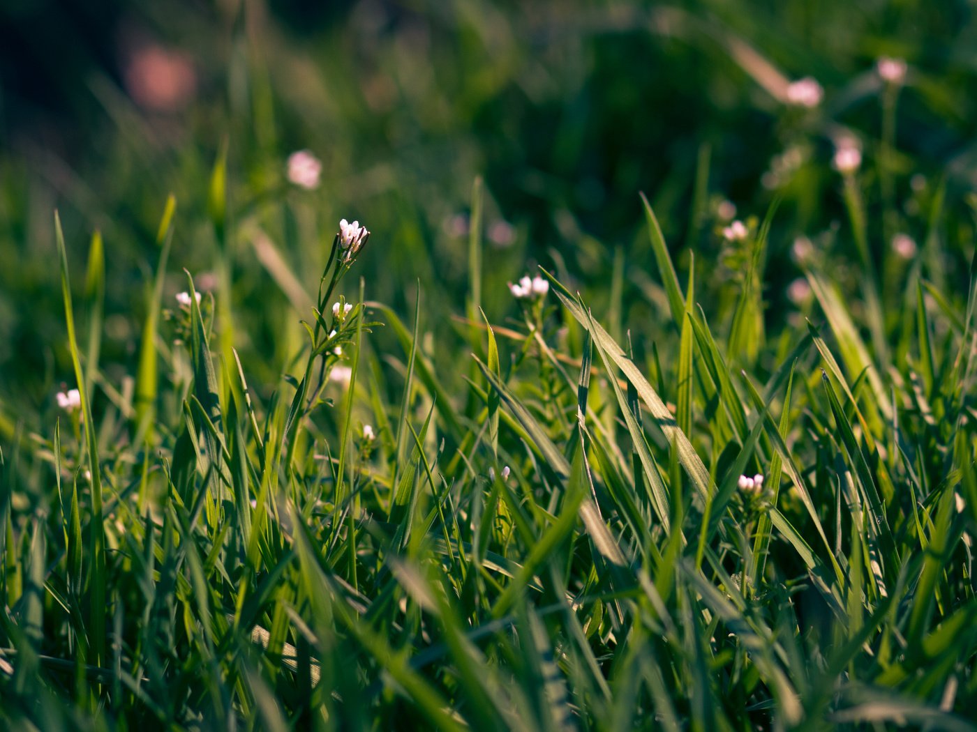 Обои цветы, трава, макро, поле, весна, flowers, grass, macro, field, spring разрешение 2560x1600 Загрузить